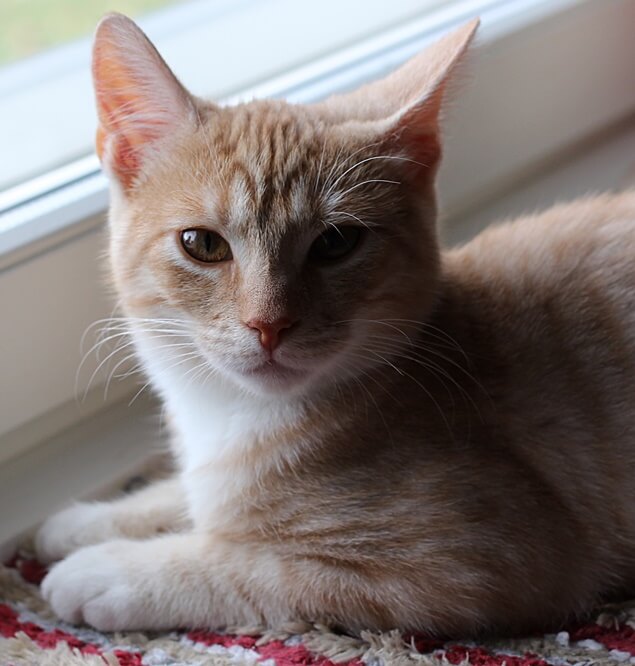 Domestic-Shorthair-Orange-2 Domestic Shorthair Colors | Black, White, Orange Domestic-Shorthair-Orange-2 Domestic Shorthair Colors | Black, White, Orange