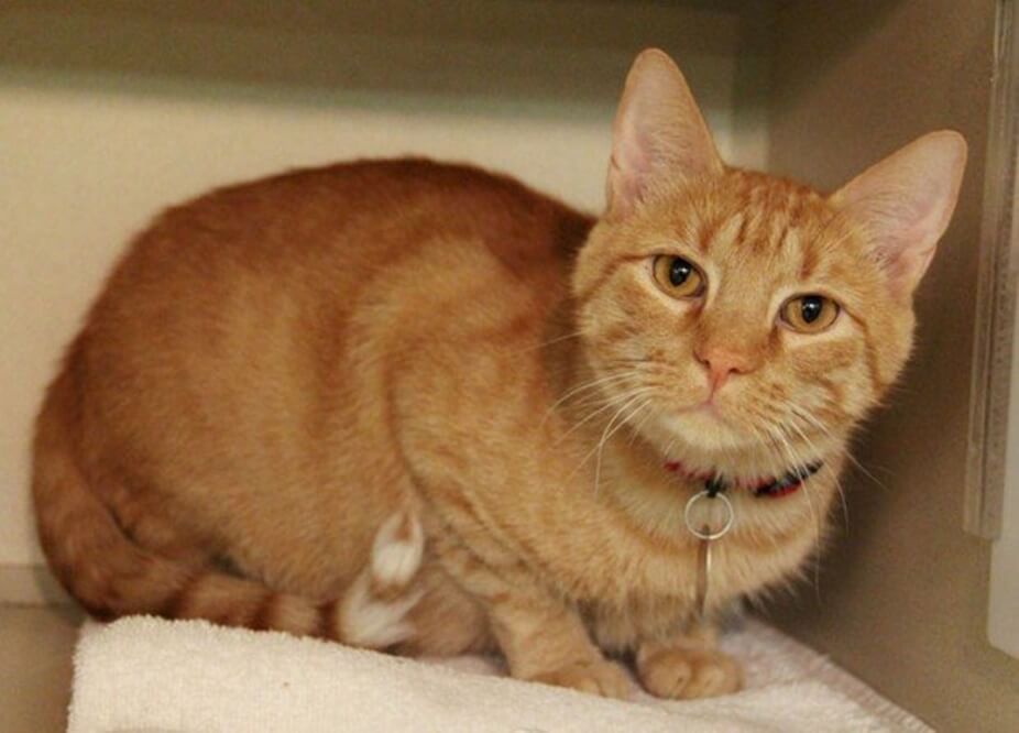 Domestic-Shorthair-Orange-3 Domestic Shorthair Colors | Black, White, Orange Domestic-Shorthair-Orange-3 Domestic Shorthair Colors | Black, White, Orange