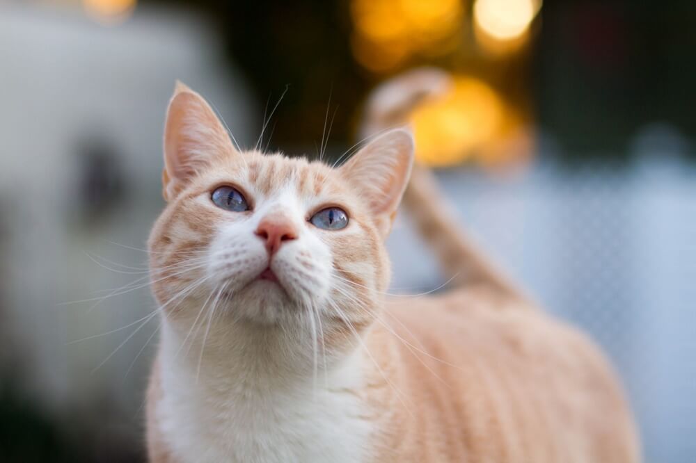 Domestic-Shorthair-Orange-6 Domestic Shorthair Colors | Black, White, Orange Domestic-Shorthair-Orange-6 Domestic Shorthair Colors | Black, White, Orange