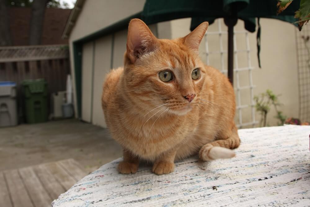 Domestic-Shorthair-Orange Domestic Shorthair Colors | Black, White, Orange Domestic-Shorthair-Orange Domestic Shorthair Colors | Black, White, Orange
