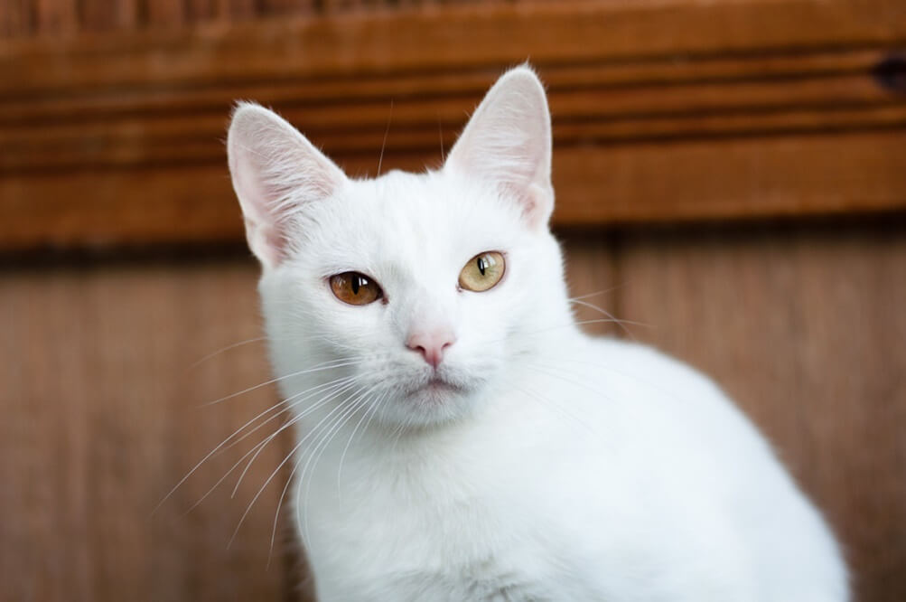 Domestic-Shorthair-White-2 Domestic Shorthair Colors | Black, White, Orange Domestic-Shorthair-White-2 Domestic Shorthair Colors | Black, White, Orange