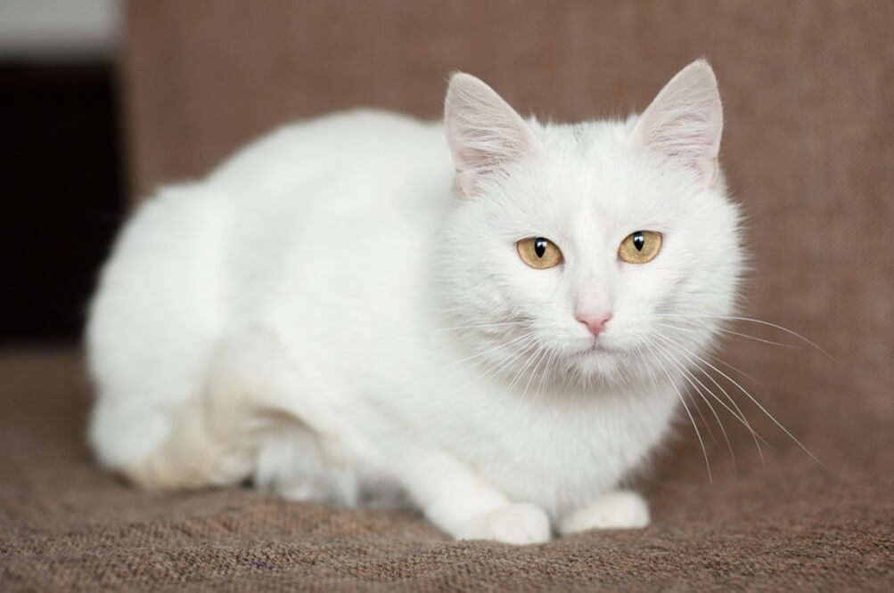 Domestic-Shorthair-White-4 Domestic Shorthair Colors | Black, White, Orange Domestic-Shorthair-White-4 Domestic Shorthair Colors | Black, White, Orange