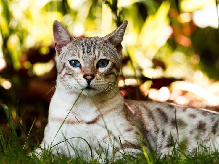 domestic-shorthair-cat-1 Domestic Shorthair Cat Care and Features domestic-shorthair-cat-1 Domestic Shorthair Cat Care and Features