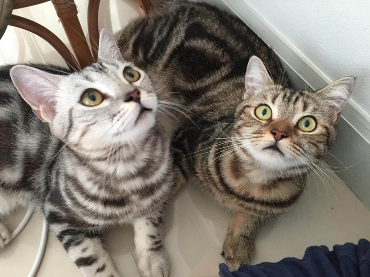 domestic-shorthair-cat-4 Domestic Shorthair Cat Care and Features domestic-shorthair-cat-4 Domestic Shorthair Cat Care and Features