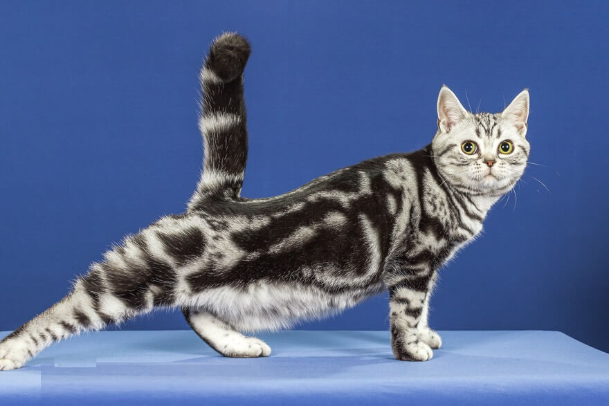 domestic-shorthair-cat-exercise Domestic Shorthair Cats Love to Exercise domestic-shorthair-cat-exercise Domestic Shorthair Cats Love to Exercise