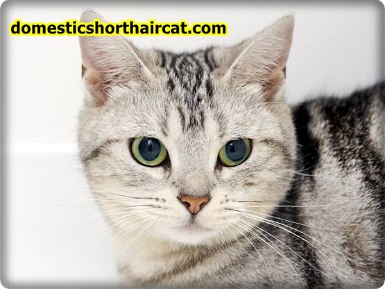 Domestic-Shorthair-Cats-Hypoallergenic-2 Are Domestic Shorthair Cats Hypoallergenic ?  