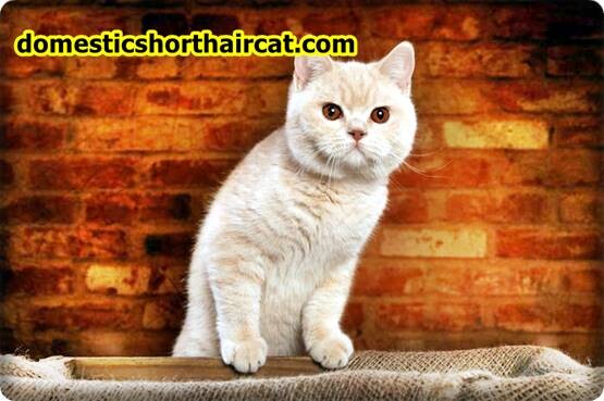 Domestic-Shorthair-Cats-Hypoallergenic-3 Are Domestic Shorthair Cats Hypoallergenic ?  