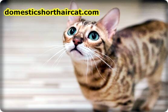 Domestic-Shorthair-Cats-Hypoallergenic-5 Are Domestic Shorthair Cats Hypoallergenic ?  