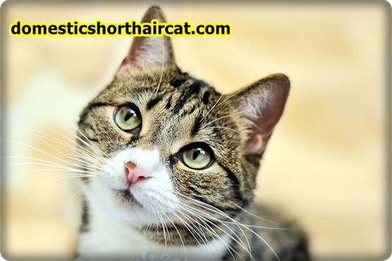 Domestic-Shorthair-Cats-Hypoallergenic-6 Are Domestic Shorthair Cats Hypoallergenic ?  