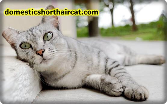 Domestic-Shorthair-Cats-Hypoallergenic-7 Are Domestic Shorthair Cats Hypoallergenic ?  