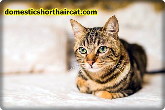 Domestic-Shorthair-Cats-Hypoallergenic-8 Are Domestic Shorthair Cats Hypoallergenic ?  