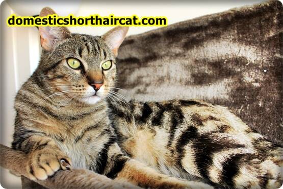 Domestic-Shorthair-Cats-Hypoallergenic-9 Are Domestic Shorthair Cats Hypoallergenic ?  