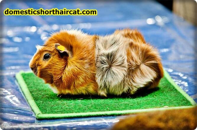 Abyssinians-guinea-pigs White Guinea Pig - Black and Brown Crested Guinea Pigs Abyssinians-guinea-pigs White Guinea Pig - Black and Brown Crested Guinea Pigs
