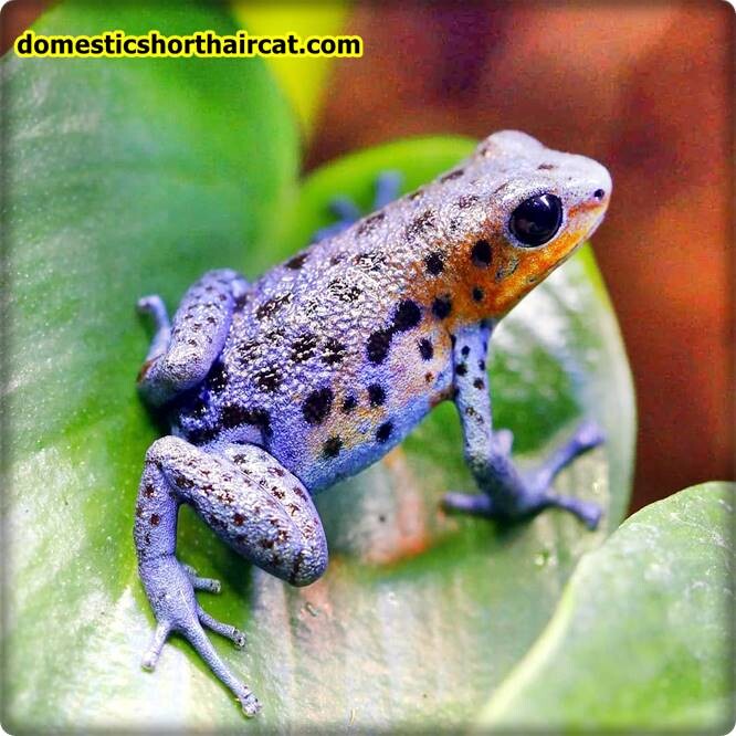 Amphibians-1 List Of Spring Animals **2022 Amphibians-1 List Of Spring Animals **2022