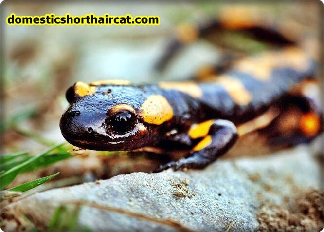 Amphibians-2 List Of Spring Animals **2022 Amphibians-2 List Of Spring Animals **2022