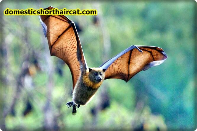 Bats List Of Spring Animals **2022 Bats List Of Spring Animals **2022