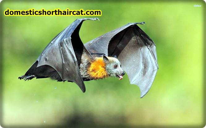 Bats List Of Spring Animals **2022 Bats List Of Spring Animals **2022