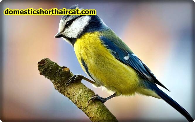 Birds-1 List Of Spring Animals **2022 Birds-1 List Of Spring Animals **2022