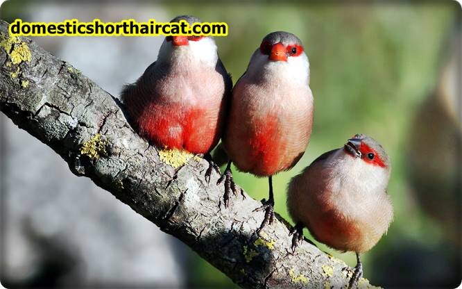 Birds-2 List Of Spring Animals **2022 Birds-2 List Of Spring Animals **2022