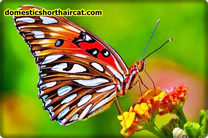 Butterflies-2 List Of Spring Animals **2022 Butterflies-2 List Of Spring Animals **2022