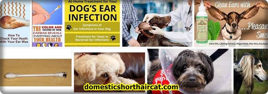 Dog-Ear-Wax-Color-Chart-Infection Dog Ear Wax Color Chart - Ear Infection Drainage  
