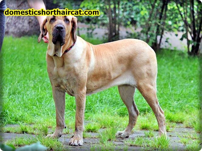 Fila-Brasileiro Lion Killer Dog - Can a Dog Kill a Lion?  