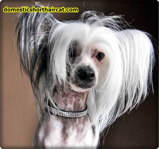 Grooming-a-Chinese-Crested-10 Grooming a Chinese Crested Grooming-a-Chinese-Crested-10 Grooming a Chinese Crested