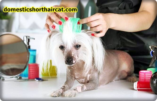 Grooming-a-Chinese-Crested-3 Grooming a Chinese Crested Grooming-a-Chinese-Crested-3 Grooming a Chinese Crested