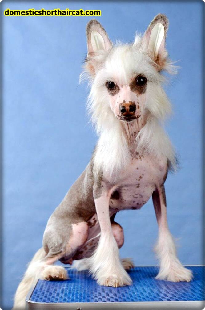 Grooming-a-Chinese-Crested-4 Grooming a Chinese Crested Grooming-a-Chinese-Crested-4 Grooming a Chinese Crested