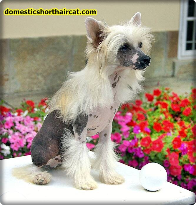Grooming-a-Chinese-Crested-5 Grooming a Chinese Crested Grooming-a-Chinese-Crested-5 Grooming a Chinese Crested