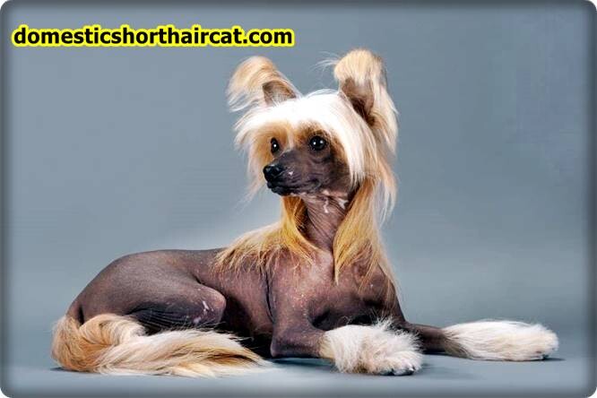 Grooming-a-Chinese-Crested-8 Grooming a Chinese Crested Grooming-a-Chinese-Crested-8 Grooming a Chinese Crested