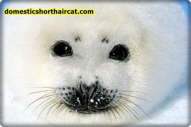 Harp-seal-pups-eyebrows-1 Animals With Eyebrows - Top 5 Harp-seal-pups-eyebrows-1 Animals With Eyebrows - Top 5