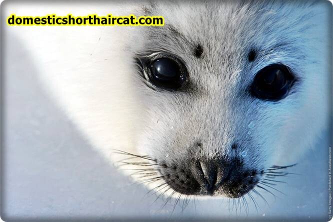 Harp-seal-pups-eyebrows-2 Animals With Eyebrows - Top 5 Harp-seal-pups-eyebrows-2 Animals With Eyebrows - Top 5