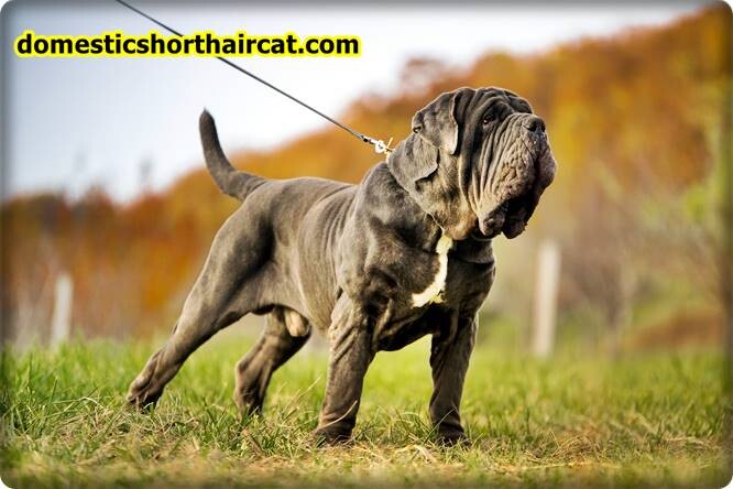 Neopolitan-Mastiff Lion Killer Dog - Can a Dog Kill a Lion?  