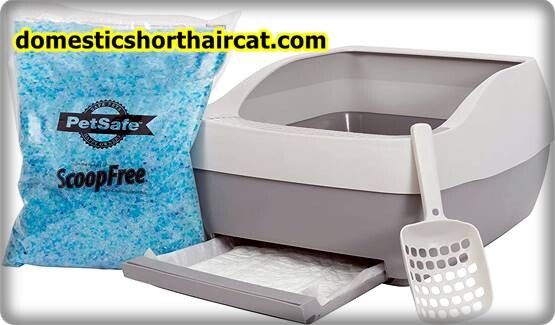 Pee-Wee-Cat-Litter-System-1 Pee Wee Cat Litter System Pee-Wee-Cat-Litter-System-1 Pee Wee Cat Litter System