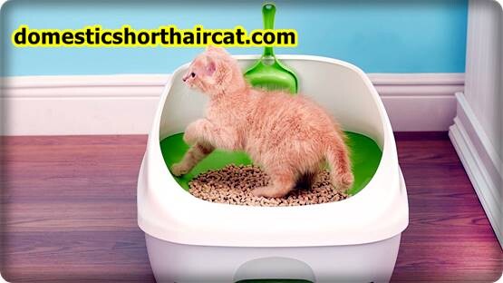 Pee-Wee-Cat-Litter-System-10 Pee Wee Cat Litter System Pee-Wee-Cat-Litter-System-10 Pee Wee Cat Litter System