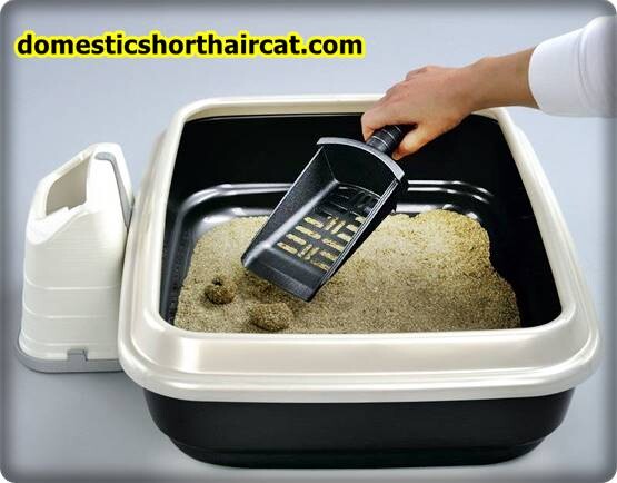 Pee-Wee-Cat-Litter-System-2 Pee Wee Cat Litter System Pee-Wee-Cat-Litter-System-2 Pee Wee Cat Litter System