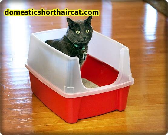 Pee-Wee-Cat-Litter-System-3 Pee Wee Cat Litter System Pee-Wee-Cat-Litter-System-3 Pee Wee Cat Litter System