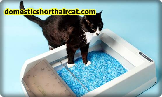 Pee-Wee-Cat-Litter-System-6 Pee Wee Cat Litter System Pee-Wee-Cat-Litter-System-6 Pee Wee Cat Litter System