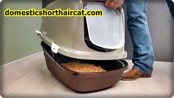 Pee-Wee-Cat-Litter-System-8 Pee Wee Cat Litter System Pee-Wee-Cat-Litter-System-8 Pee Wee Cat Litter System