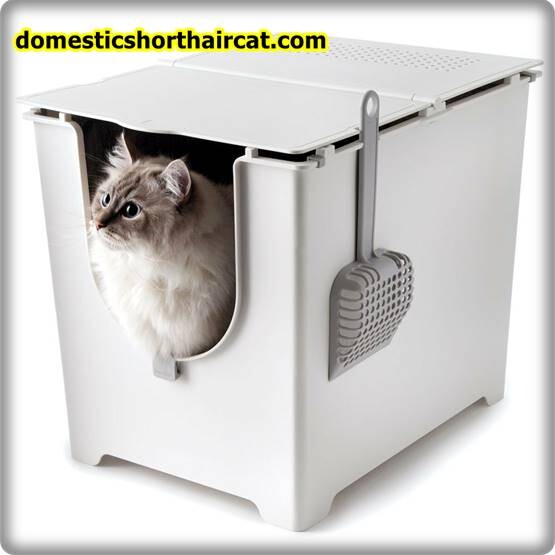 Pee-Wee-Cat-Litter-System-9 Pee Wee Cat Litter System Pee-Wee-Cat-Litter-System-9 Pee Wee Cat Litter System