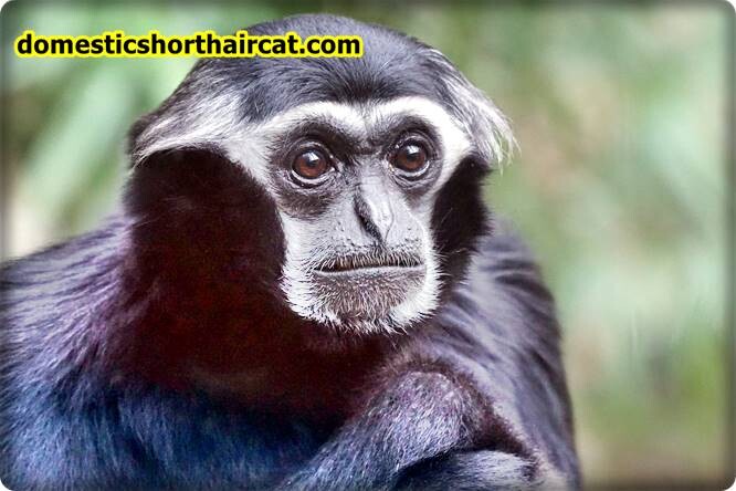 Primates-eyebrows-4 Animals With Eyebrows - Top 5 Primates-eyebrows-4 Animals With Eyebrows - Top 5