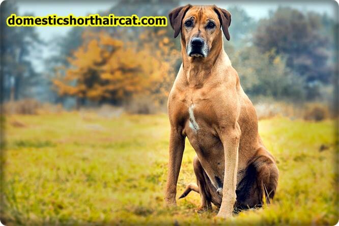 Rhodesian-Ridgeback Lion Killer Dog - Can a Dog Kill a Lion?  