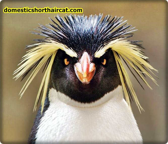Rockhopper-penguins-eyebrows-2 Animals With Eyebrows - Top 5 Rockhopper-penguins-eyebrows-2 Animals With Eyebrows - Top 5