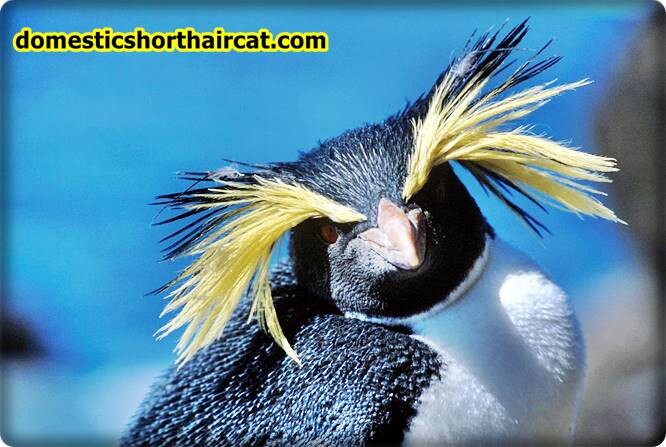Rockhopper-penguins-eyebrows-3 Animals With Eyebrows - Top 5 Rockhopper-penguins-eyebrows-3 Animals With Eyebrows - Top 5