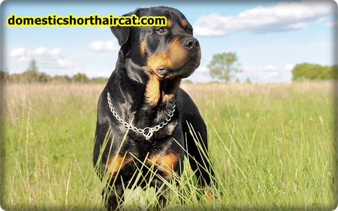 Rottweiler Lion Killer Dog - Can a Dog Kill a Lion?  