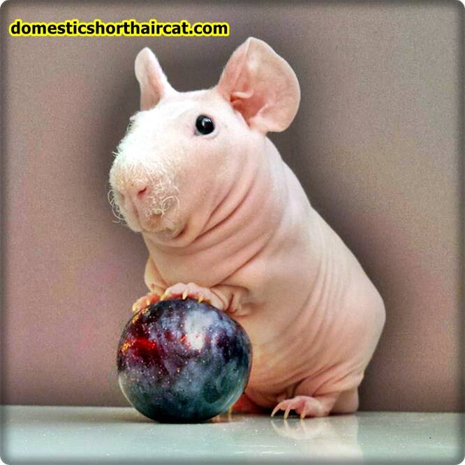 Skinny-guinea-pigs White Guinea Pig - Black and Brown Crested Guinea Pigs Skinny-guinea-pigs White Guinea Pig - Black and Brown Crested Guinea Pigs