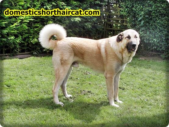 anatolian-shepherd-breeders-1 Anatolian Shepherd Breeders  