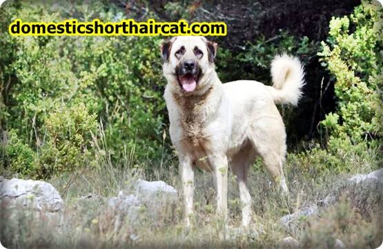 anatolian-shepherd-breeders-11 Anatolian Shepherd Breeders  