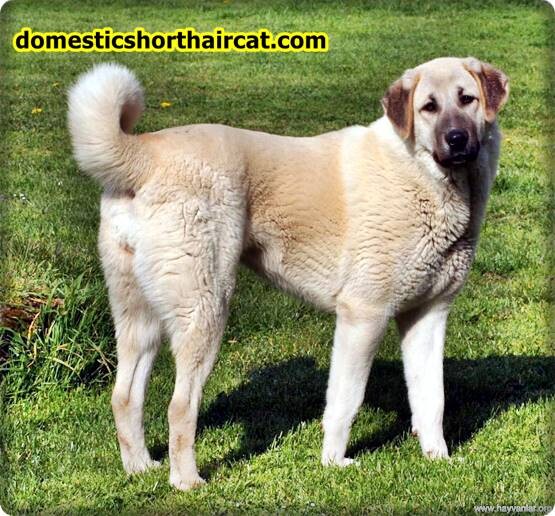 anatolian-shepherd-breeders-2 Anatolian Shepherd Breeders  